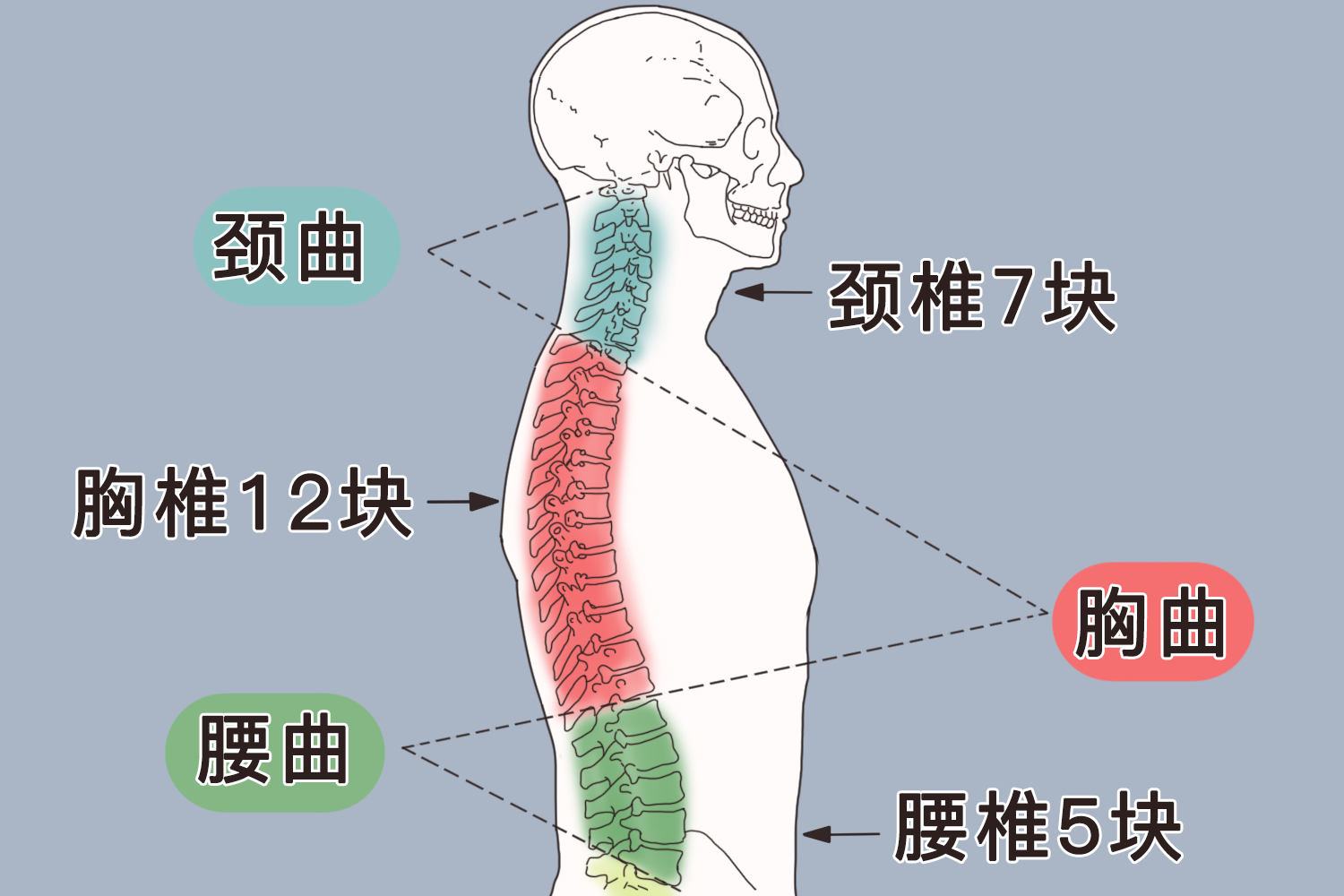 颈椎和胸椎位置图