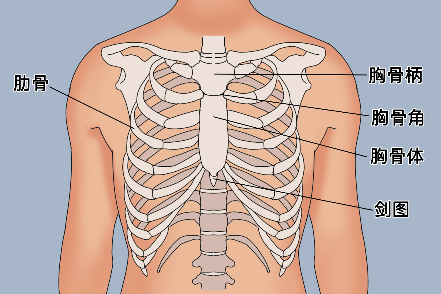 肺与肋骨的位置图图片
