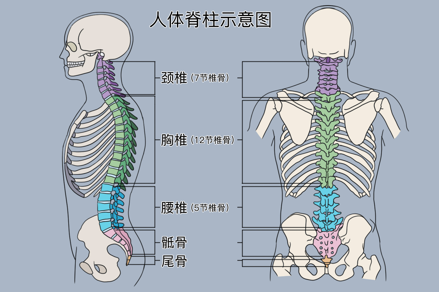 人体脊柱结构示意图