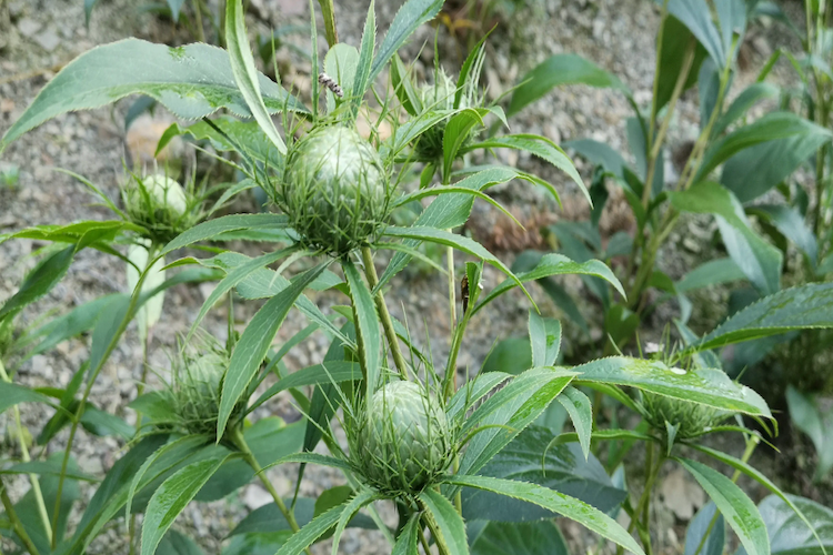 白术植株图