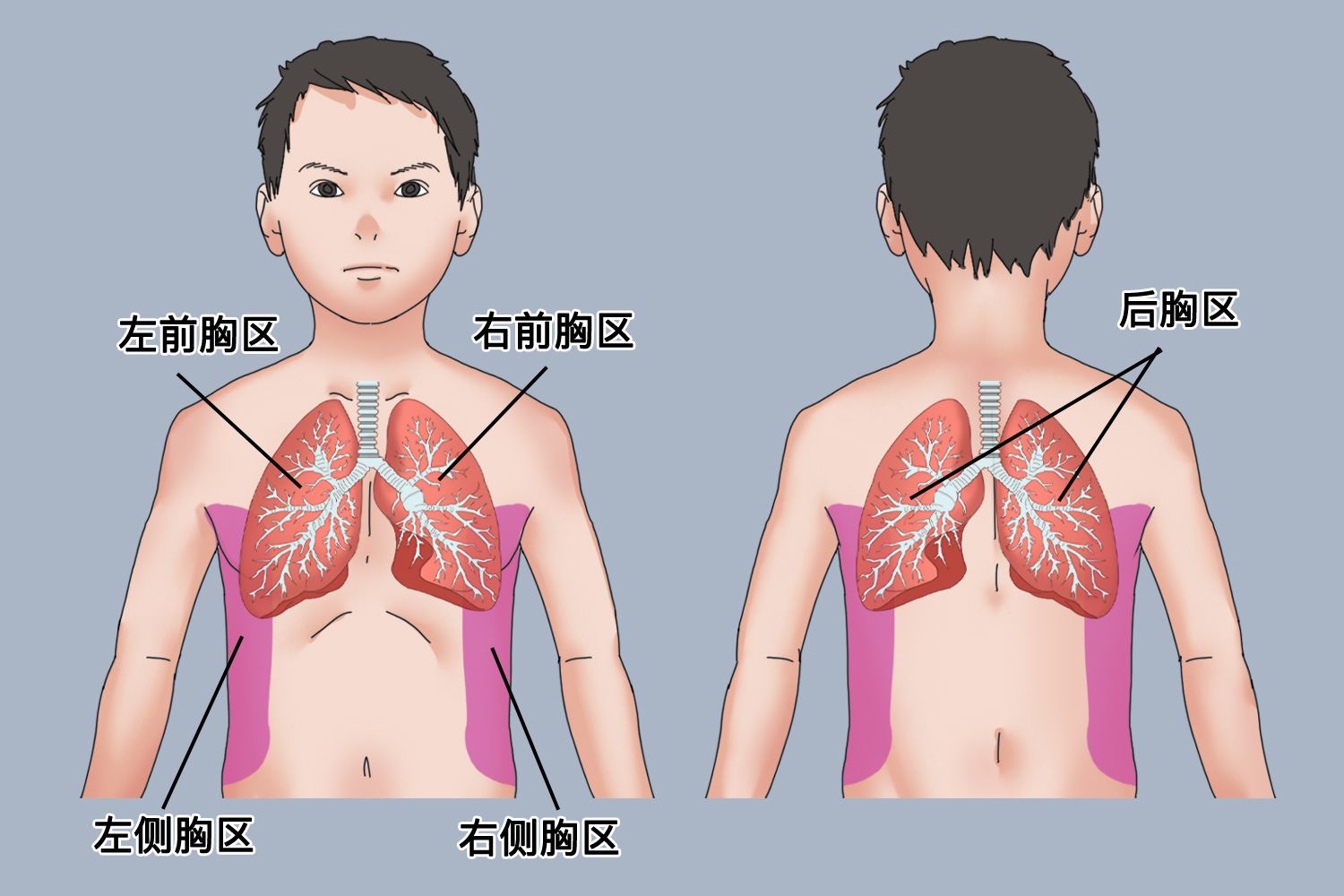 肺部听诊位置图