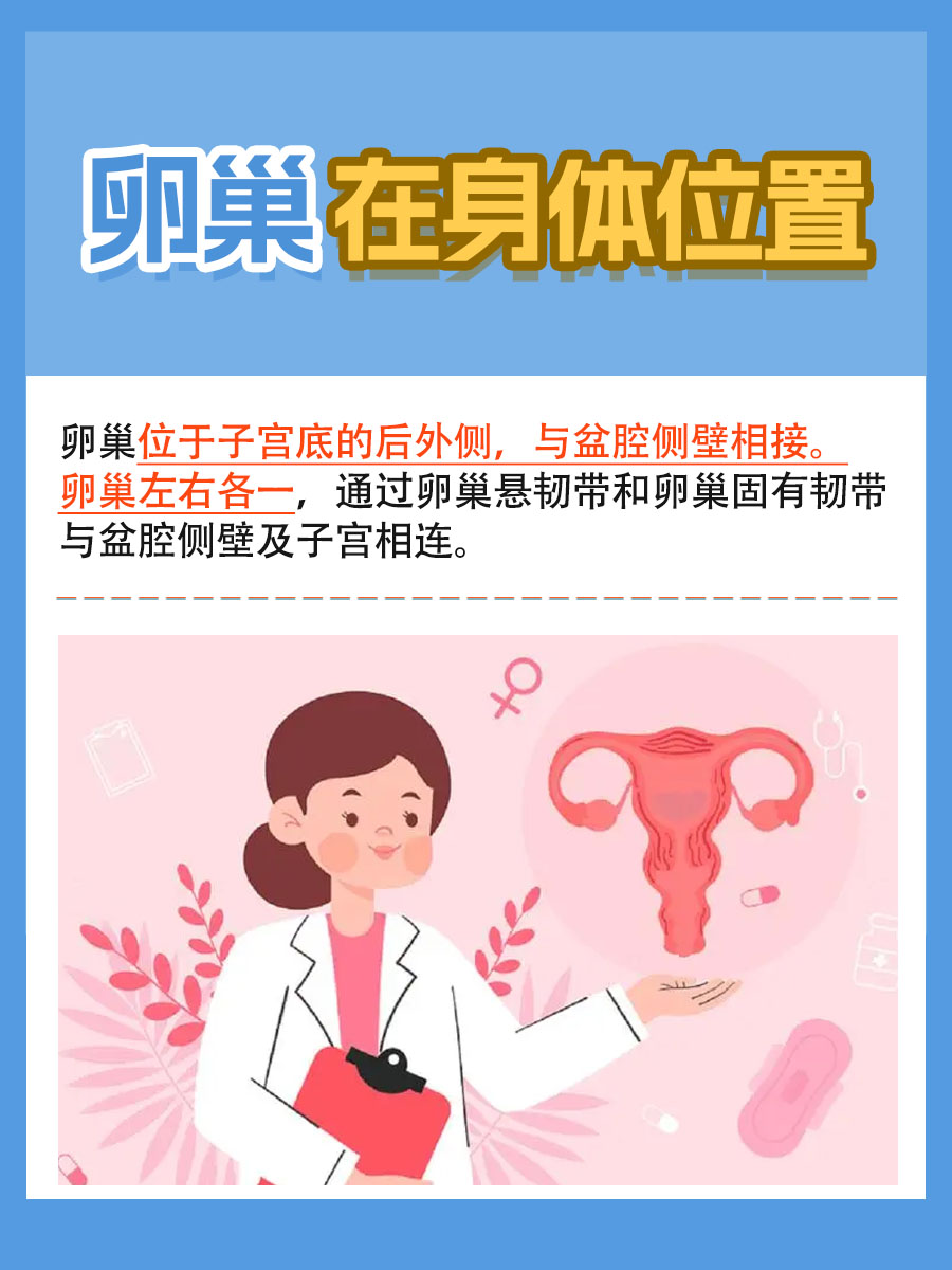 女性生殖系统的关键一环——卵巢位置指南