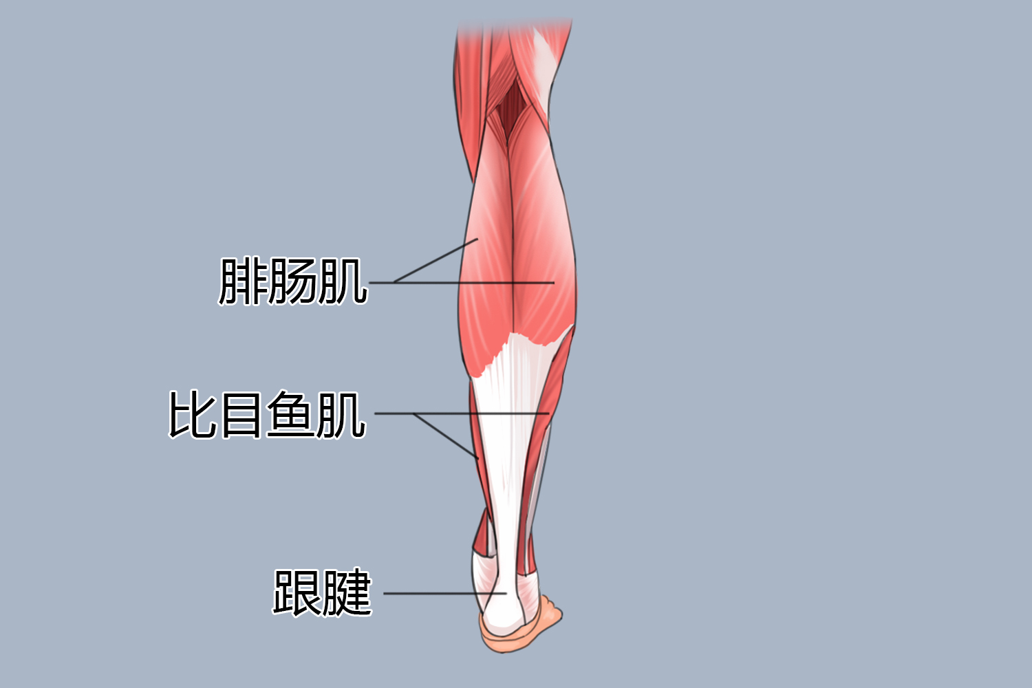 腓肠肌、比目鱼肌图