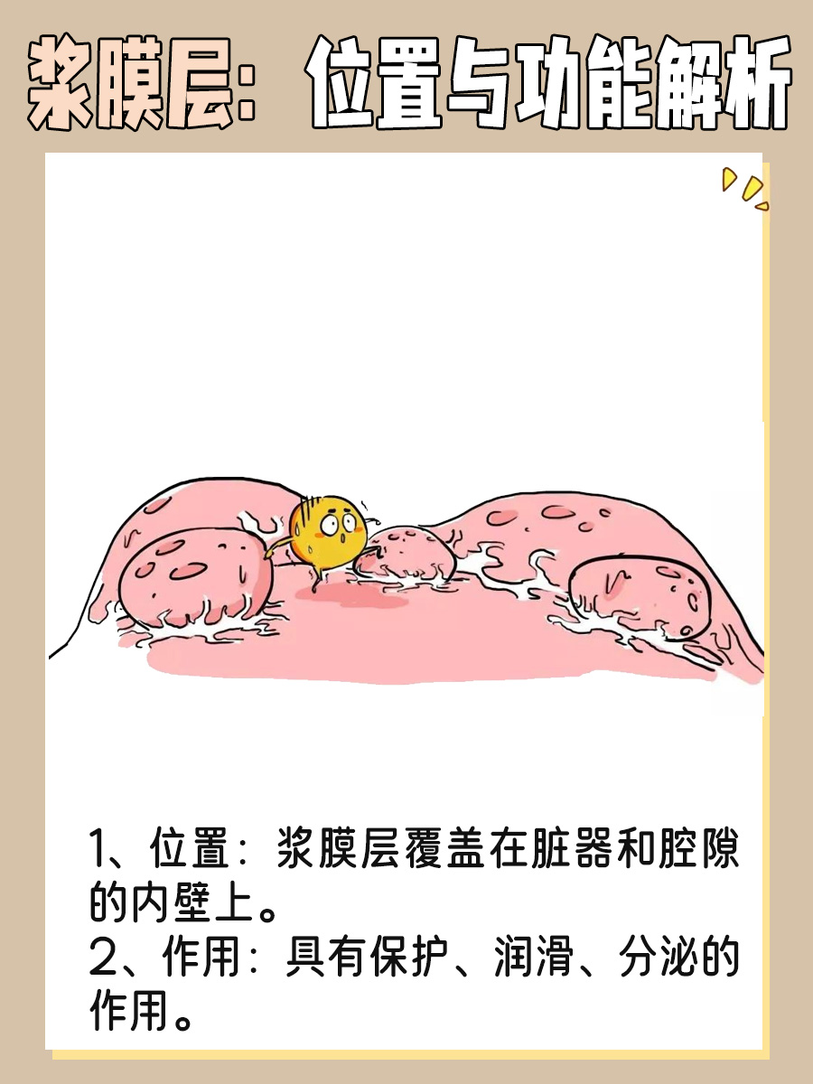 浆膜层：位置与功能解析