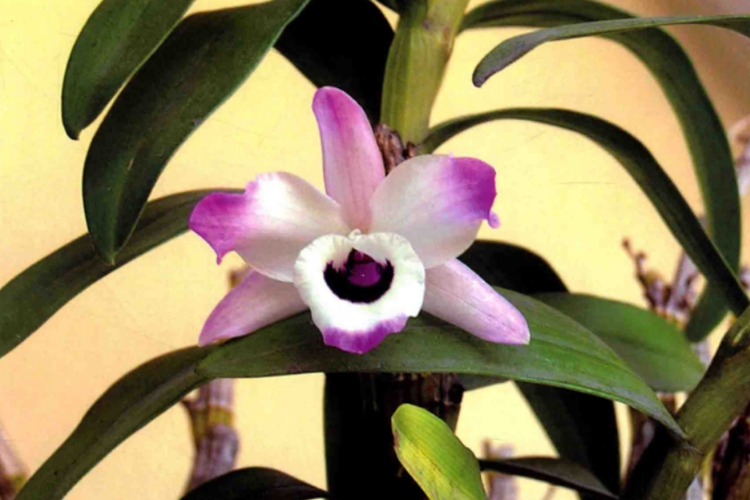 金钗石斛原植物吊兰花图