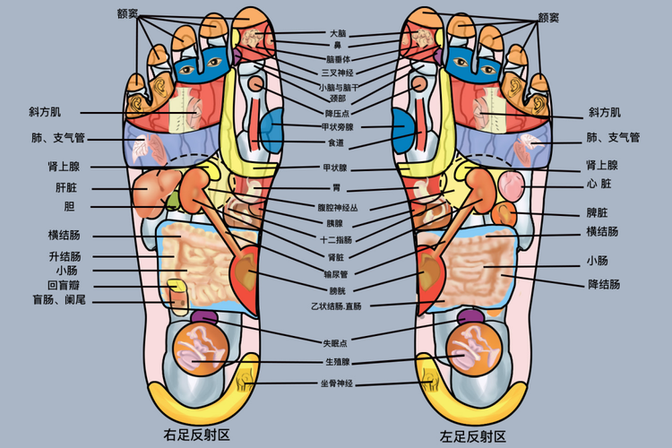 足底脾胃反射区图