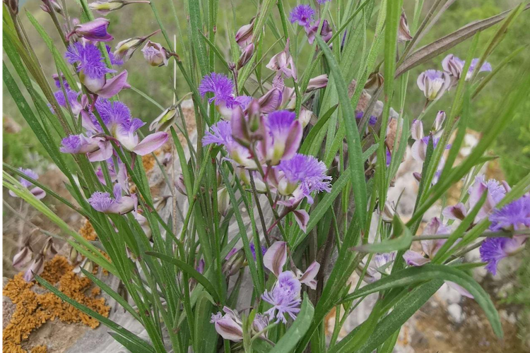 远志植株外观图