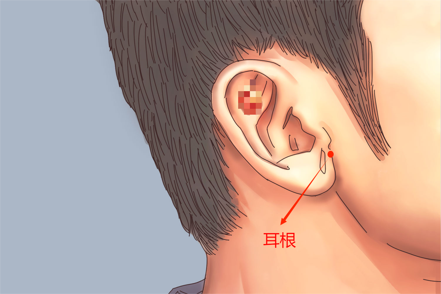 耳根位置图