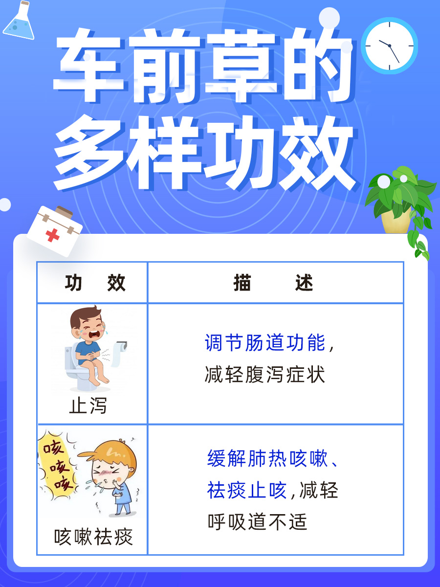 解析：车前草与痛风治疗之间的关系