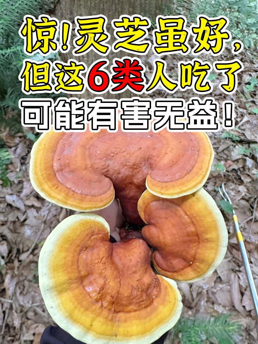 惊！灵芝虽好，但这6类人吃了可能有害无益！