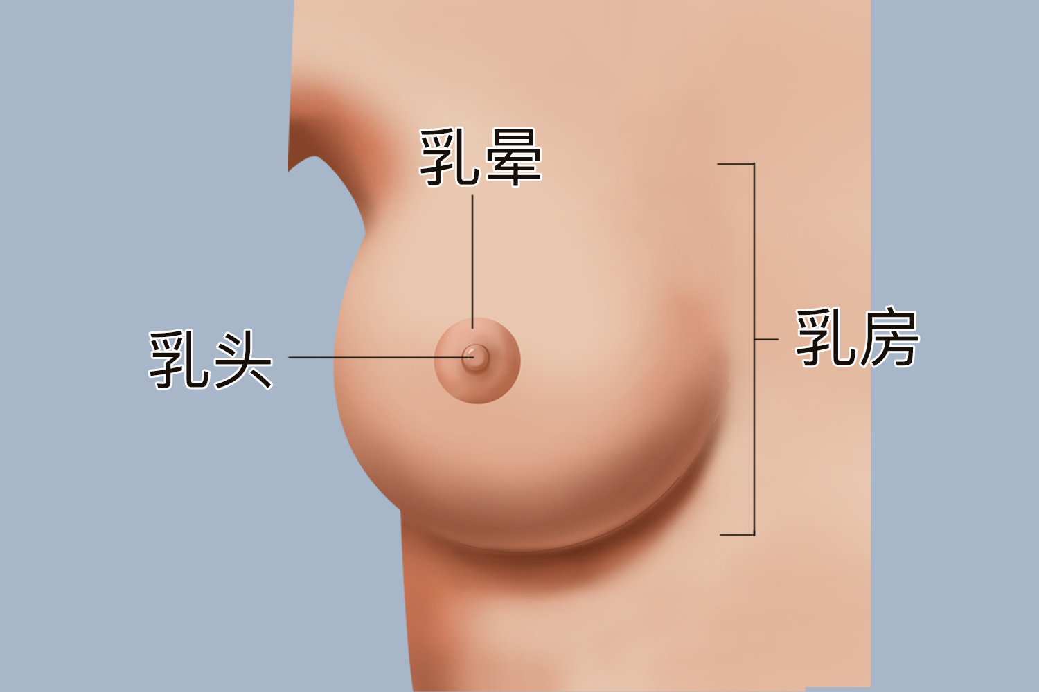 正常女性乳头图