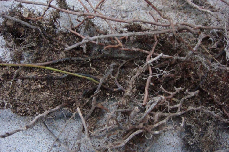 芒萁药材外观图