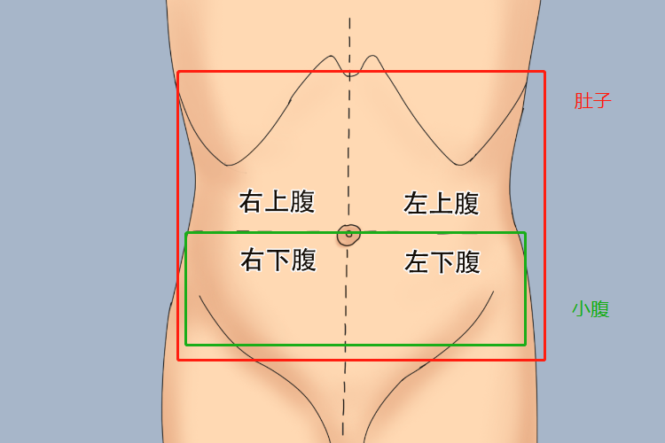 肚子和小腹位置图