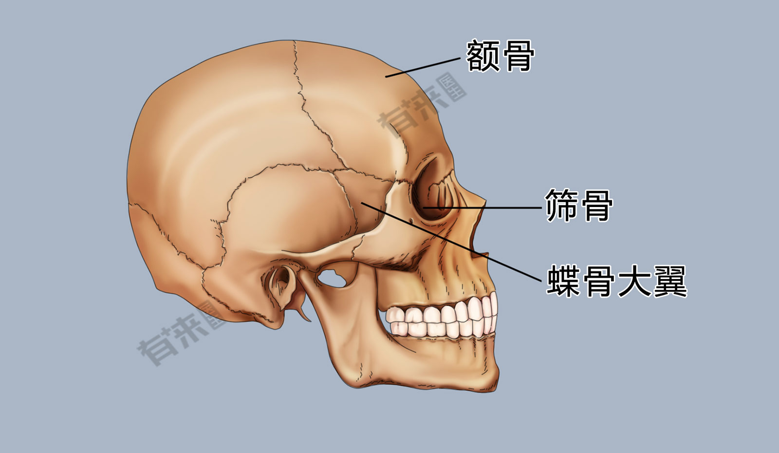 筛骨 迷路图片