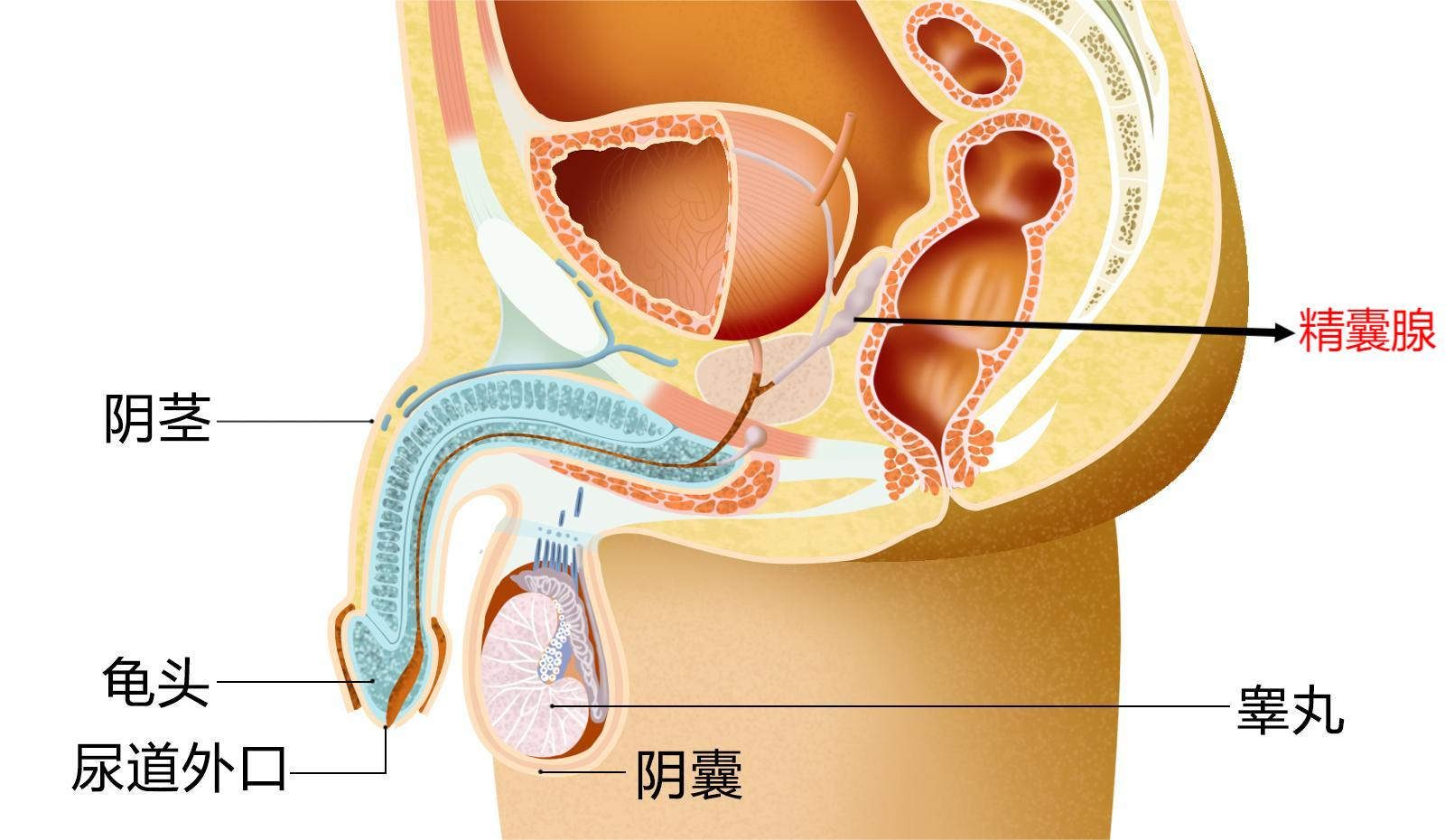 精囊腺位于前列腺底的后上方输精管壶腹的后外侧,前贴膀胱,后邻直肠.