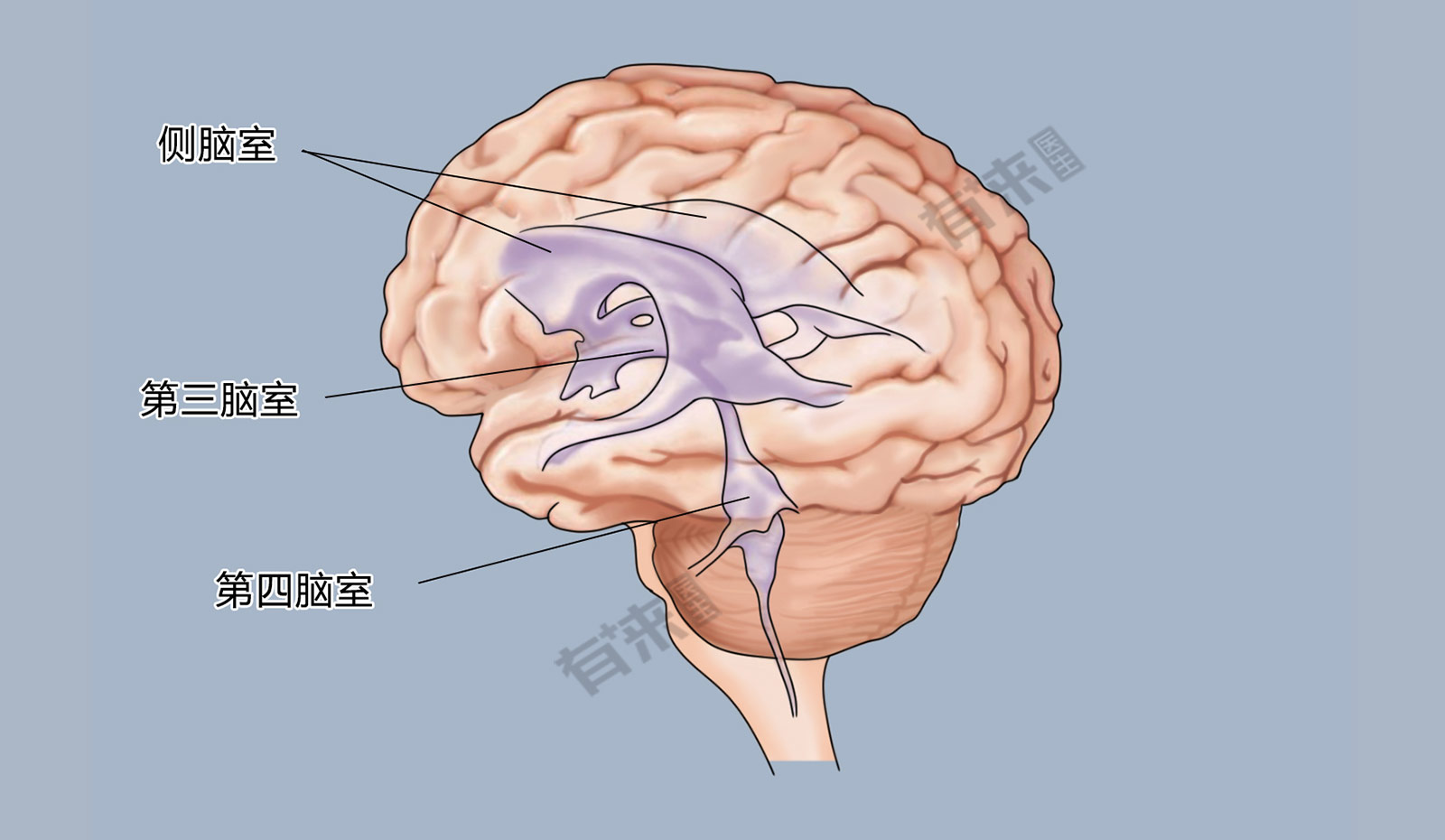 脑室_有来医生