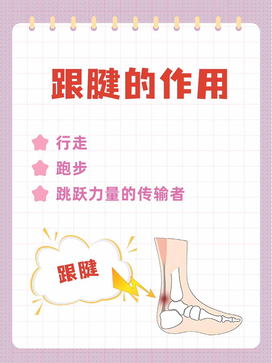 揭秘跟腱：从结构到功能的全面解析！