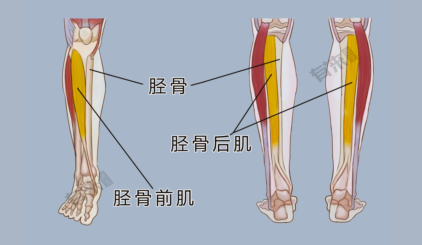 胫骨后肌肌腱图片