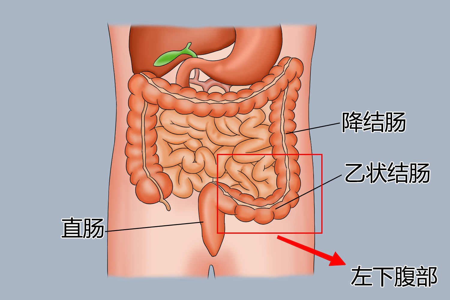 降结肠图片位置示意图图片