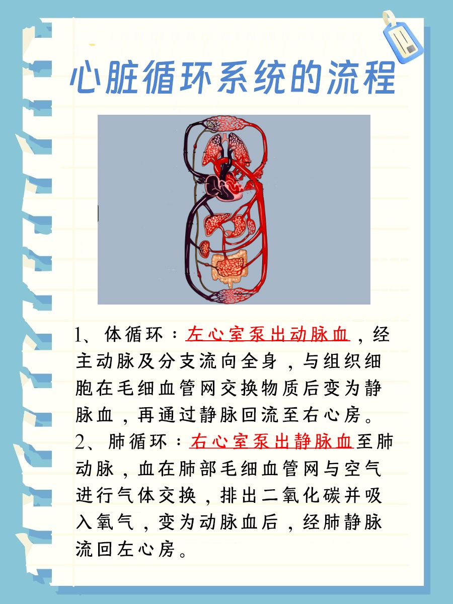 心脏循环系统的流程，一看便知