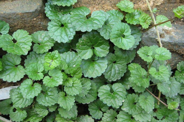 透骨消植株图 透骨消植株图