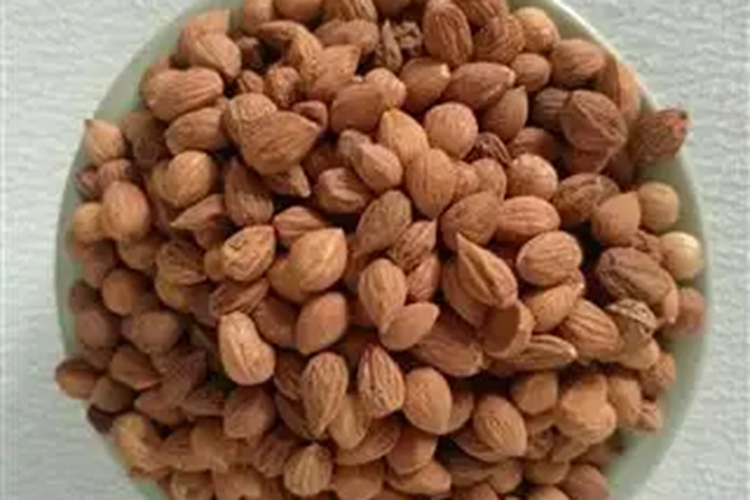 郁李仁药材图 郁李仁药材图