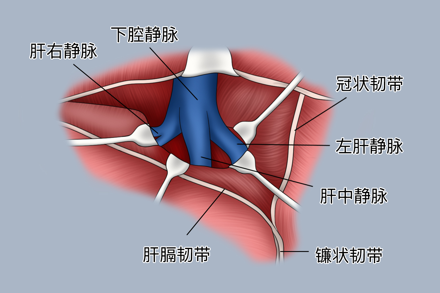 第二肝门解剖图
