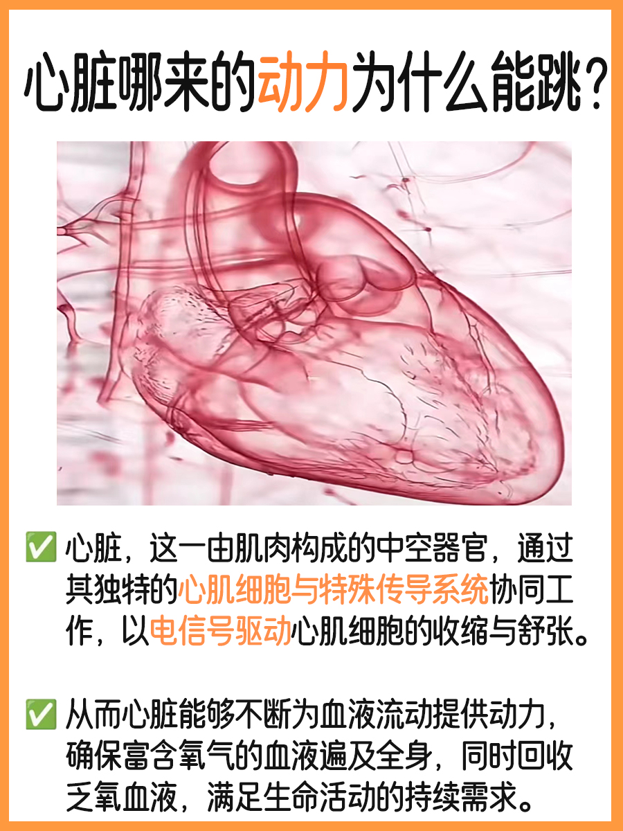 揭秘心脏：它为何能持续跳动，动力从何而来？
