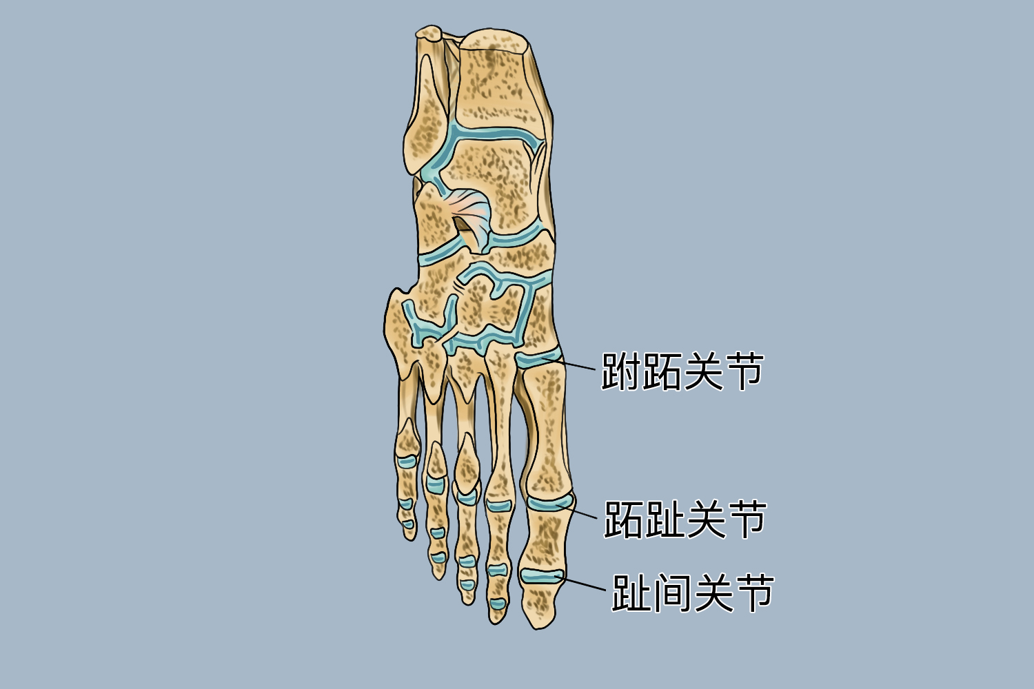 脚部第一趾关节图