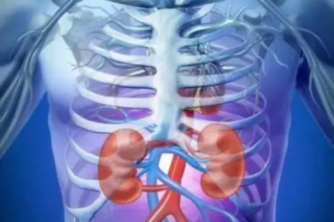 男生肾体表投影图