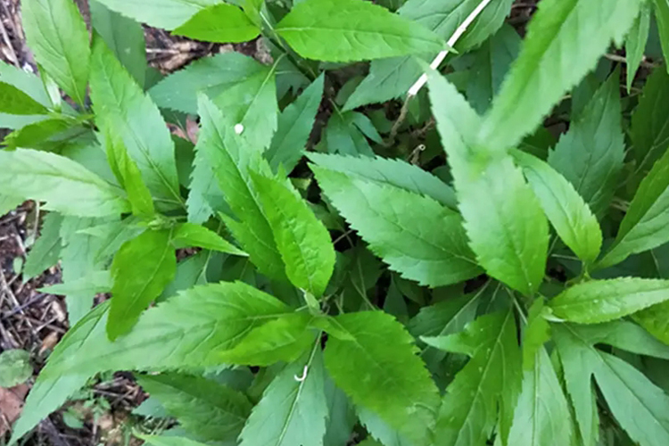 根茎横走,具节,节上密生须根,先端肥大成圆柱形.茎直立,通常不分枝