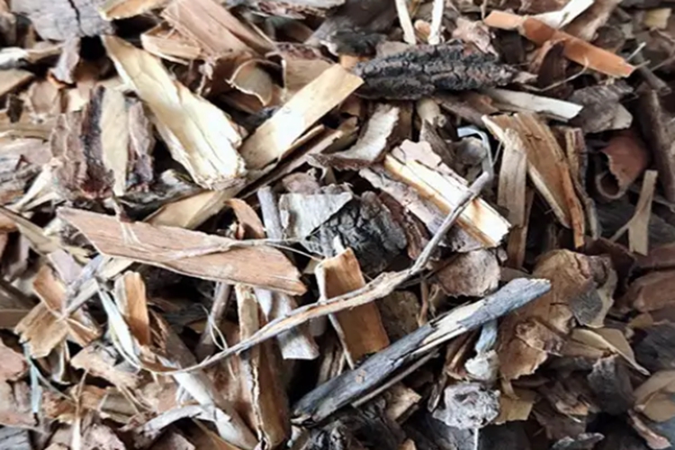 刺脑包药材图 刺脑包药材图