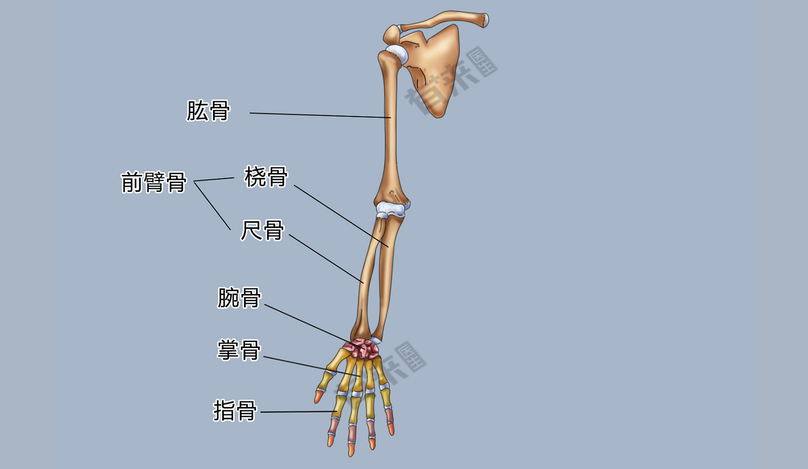 手臂骨头解剖图图片