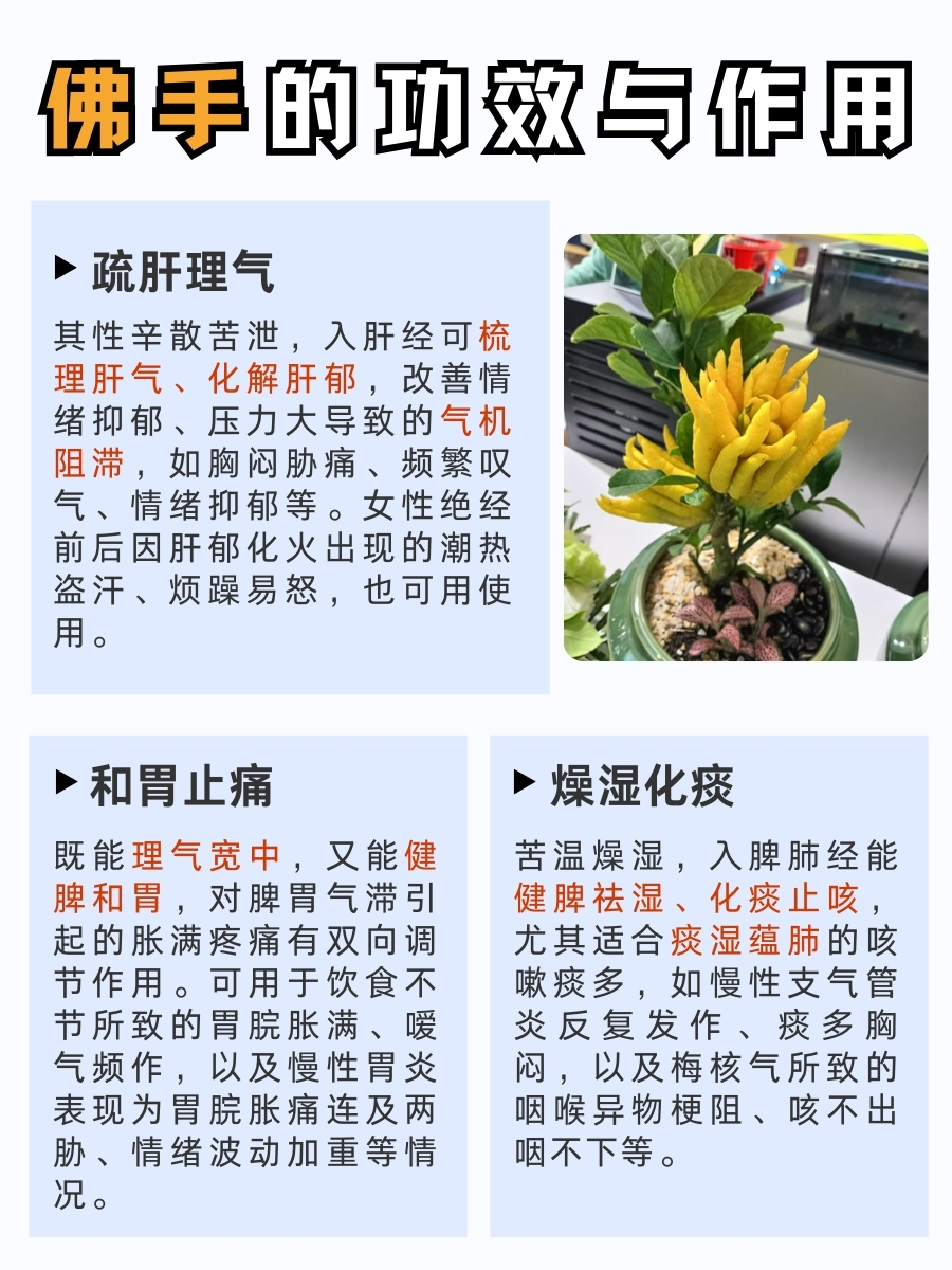 佛手的功效与作用，从入药到日常保健