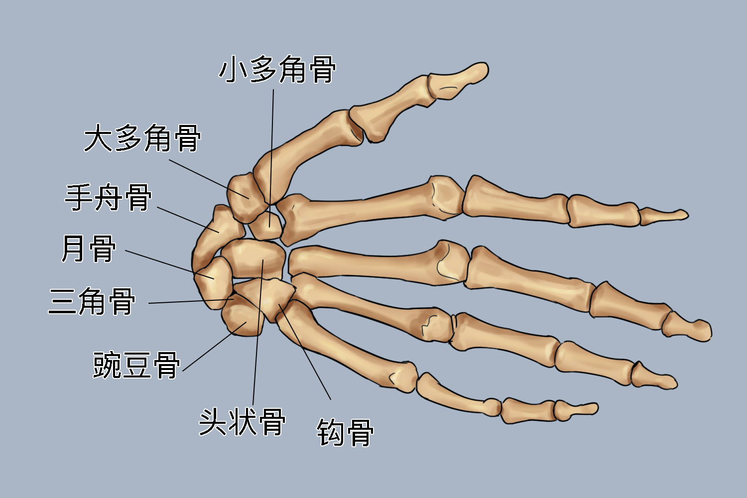 手大多角骨位置图 手大多角骨位置图