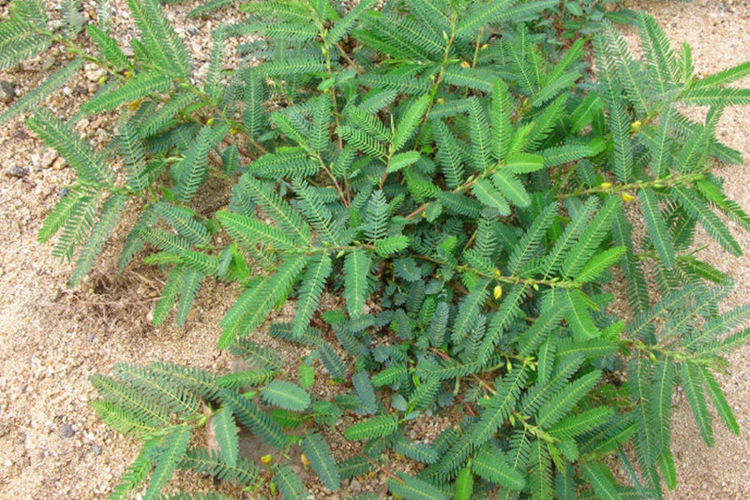 软肝草图片大全高清图片