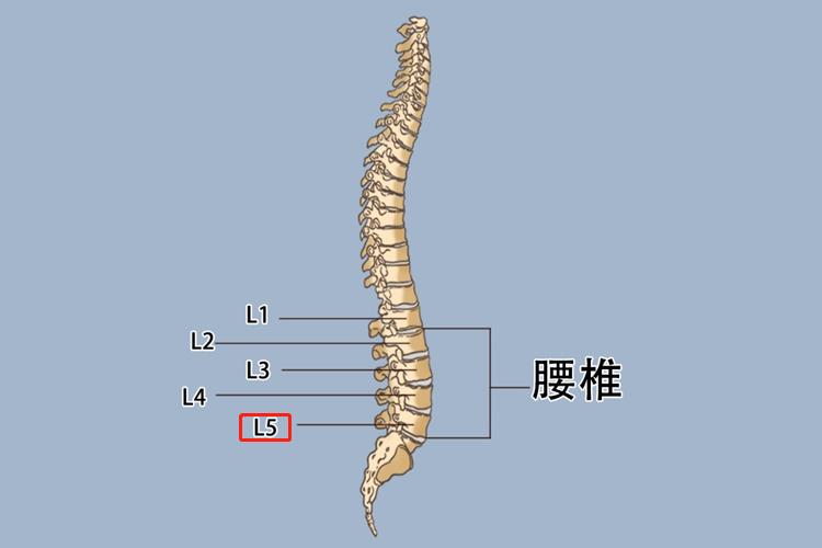 腰5位置图作用第五腰椎是最大,位置最低的腰椎,向下与骶骨相连,有支持