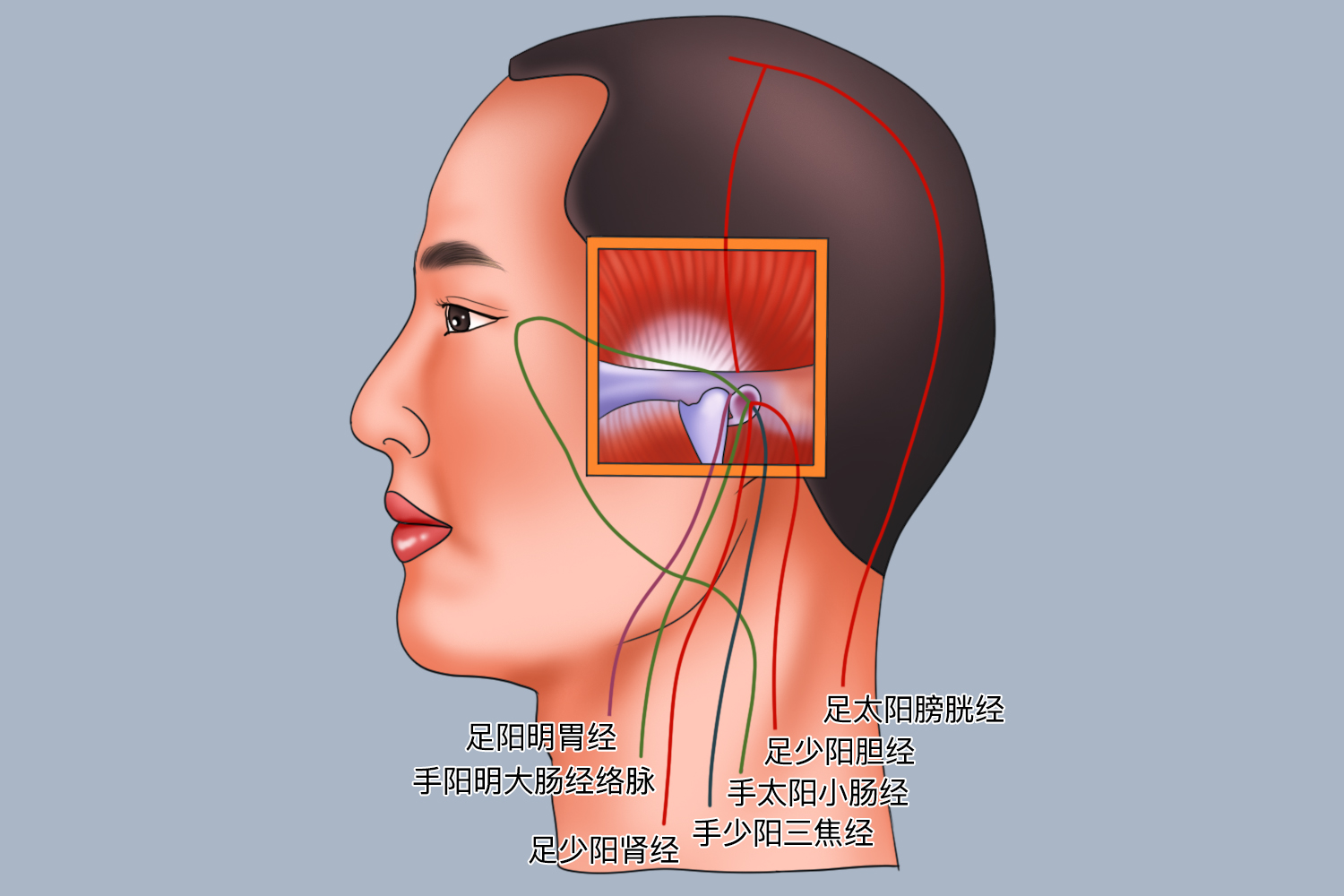 耳部经络位置图 耳部经络位置图