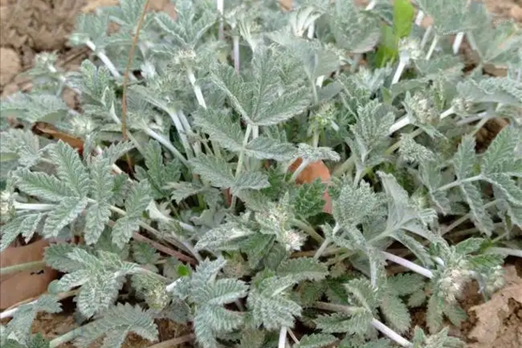 真正的翻白草新鲜植株图 真正的翻白草新鲜植株图