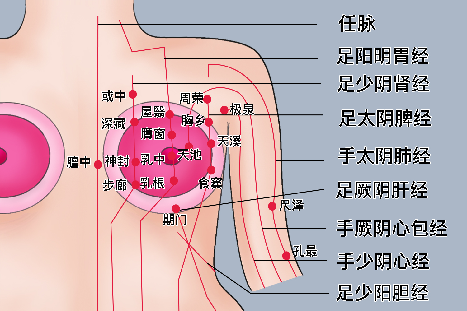 乳房上的9条经络位置图