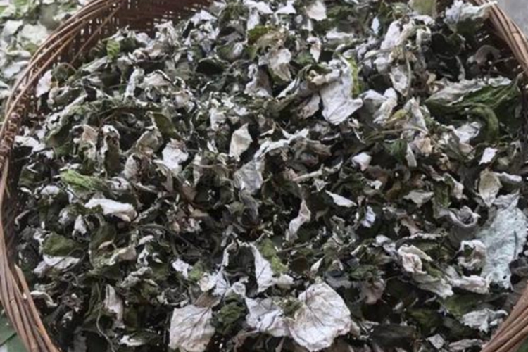 中药苎麻叶图 中药苎麻叶图