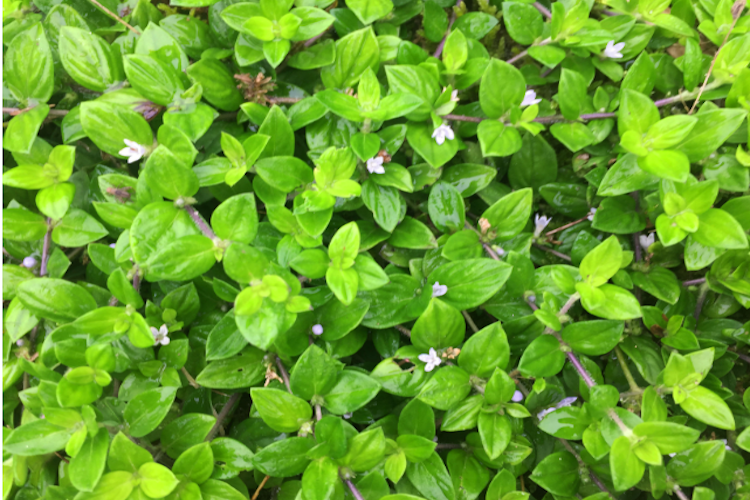 黄毛耳草植株图