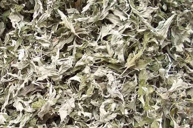 红艾叶药材图 红艾叶药材图