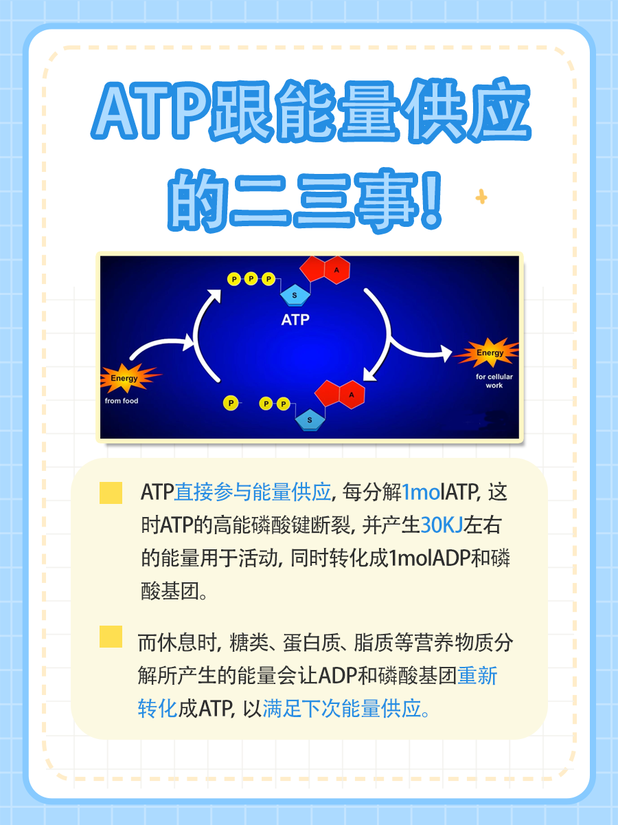 揭秘！ATP与能量供应的关系