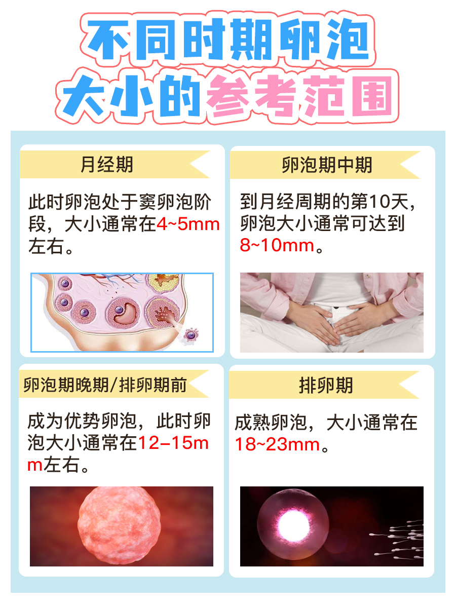 月经第11天正常卵泡尺寸，你的达标了吗？