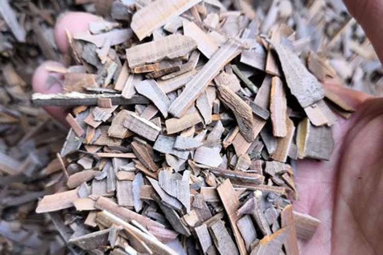 鬼箭羽枝条晒干图