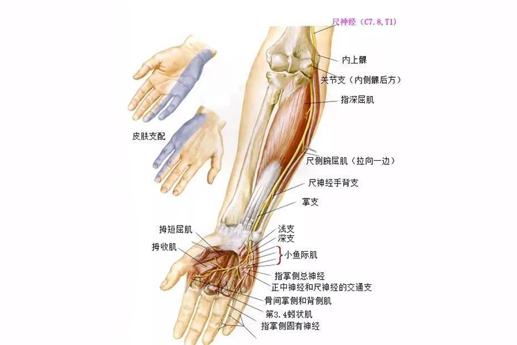 尺神经感觉支配位置图
