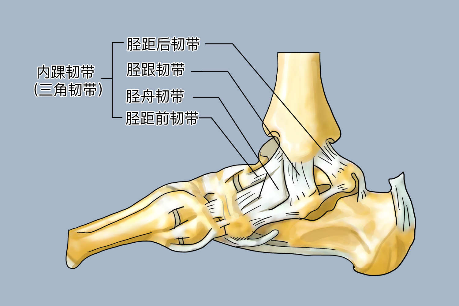 踝关节内侧韧带结构图