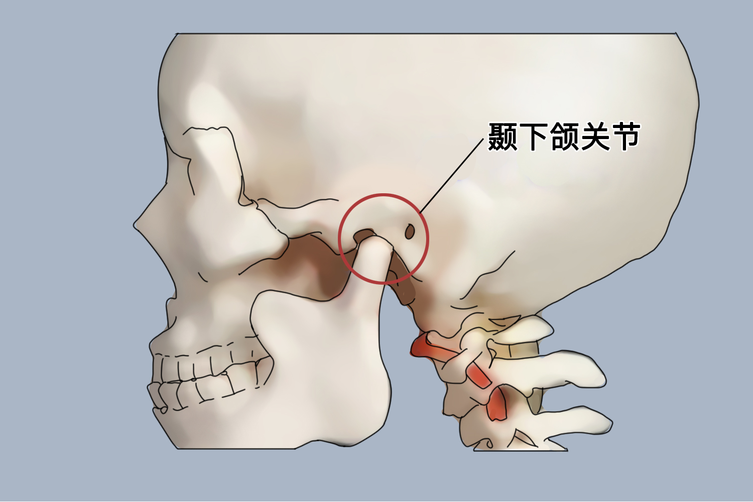 颞下颌关节位置图