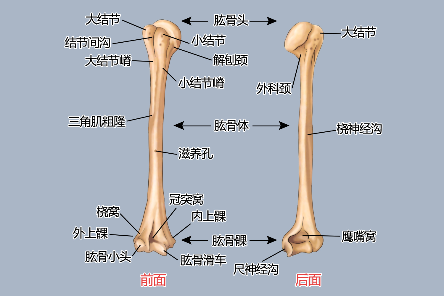 肱骨解剖位置图
